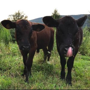 2026 Beef CSA Add-on