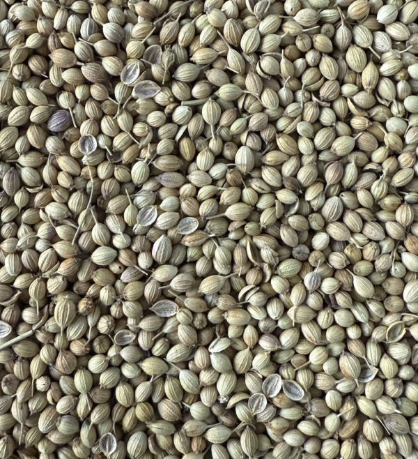 Coriander - Image 2